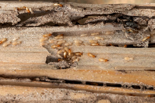 Best Cockroach Control Services  in Bennett, CO